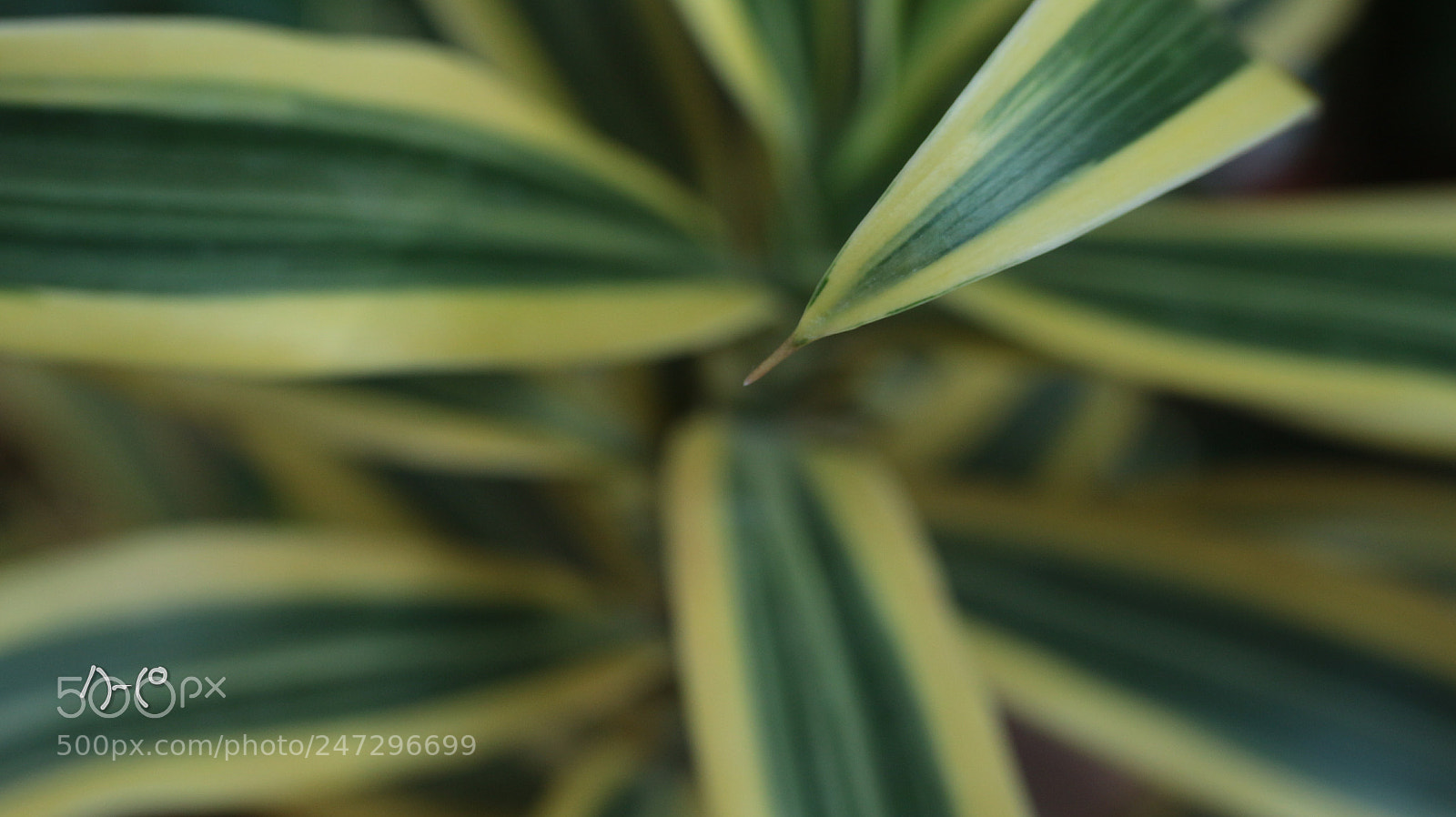 Canon EOS M10 sample photo. Yacca jewel leaf photography