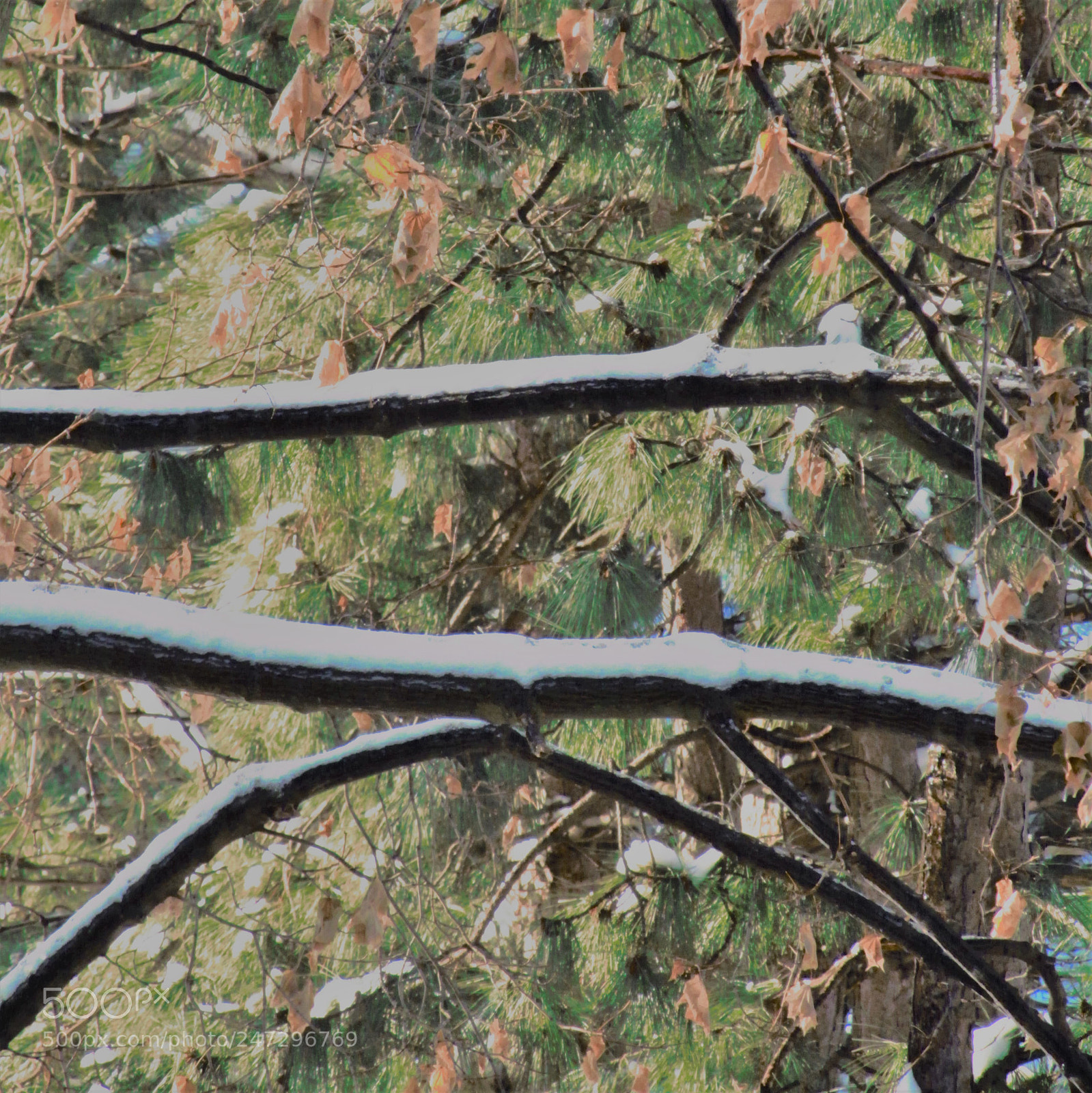Canon PowerShot SX150 IS sample photo. Snow branch photography