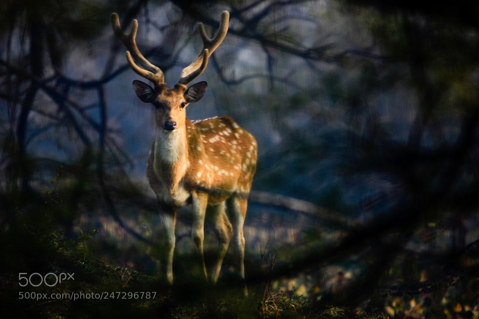 Canon EOS 550D (EOS Rebel T2i / EOS Kiss X4) sample photo. Deer photography