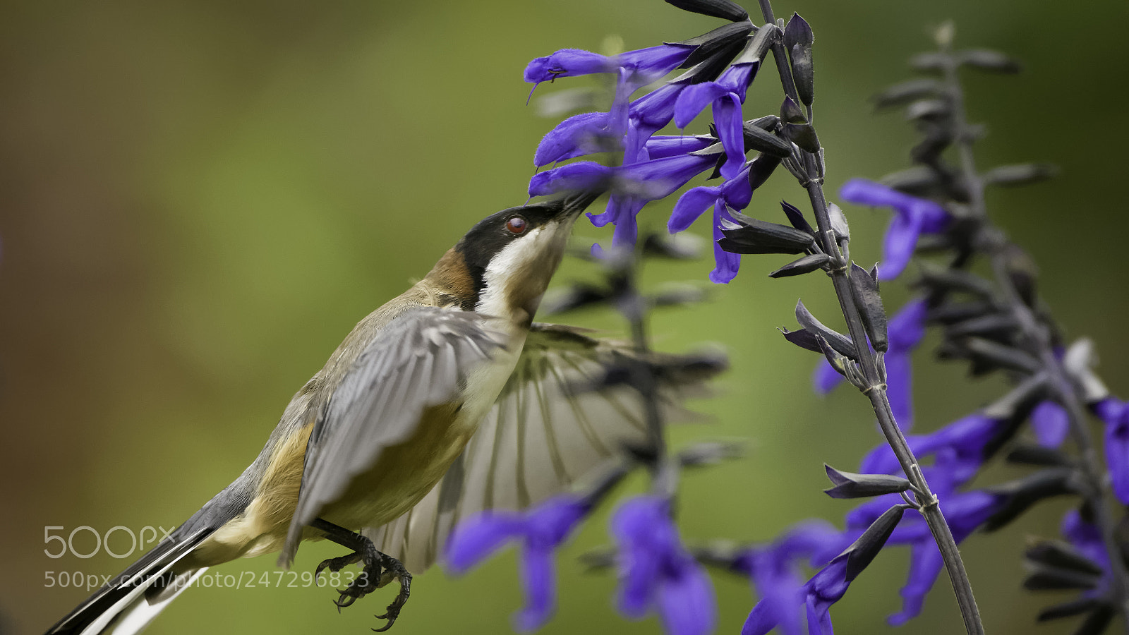 Nikon D7200 sample photo. Eastern spinebill feeding photography