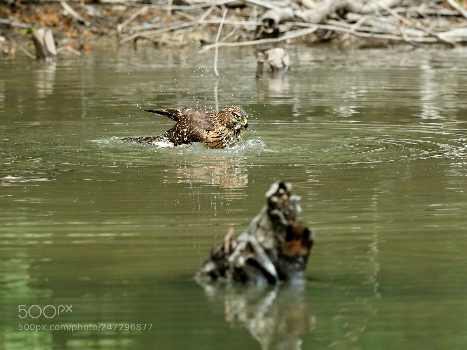 Canon EOS-1D X sample photo. オオタカ  northern goshawk photography