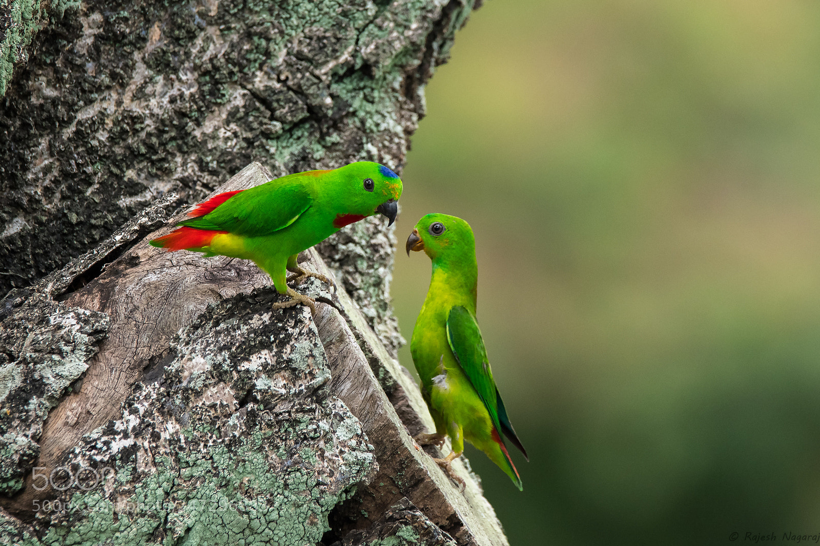 Nikon D500 sample photo. Blue-crowned hanging-parrots photography