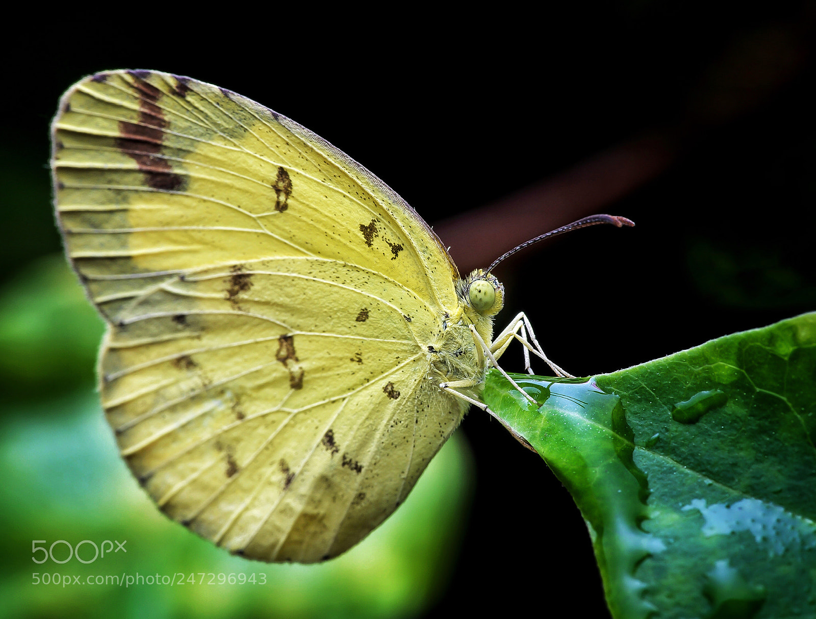 Hasselblad X1D-50c sample photo. Yellow butterfly photography
