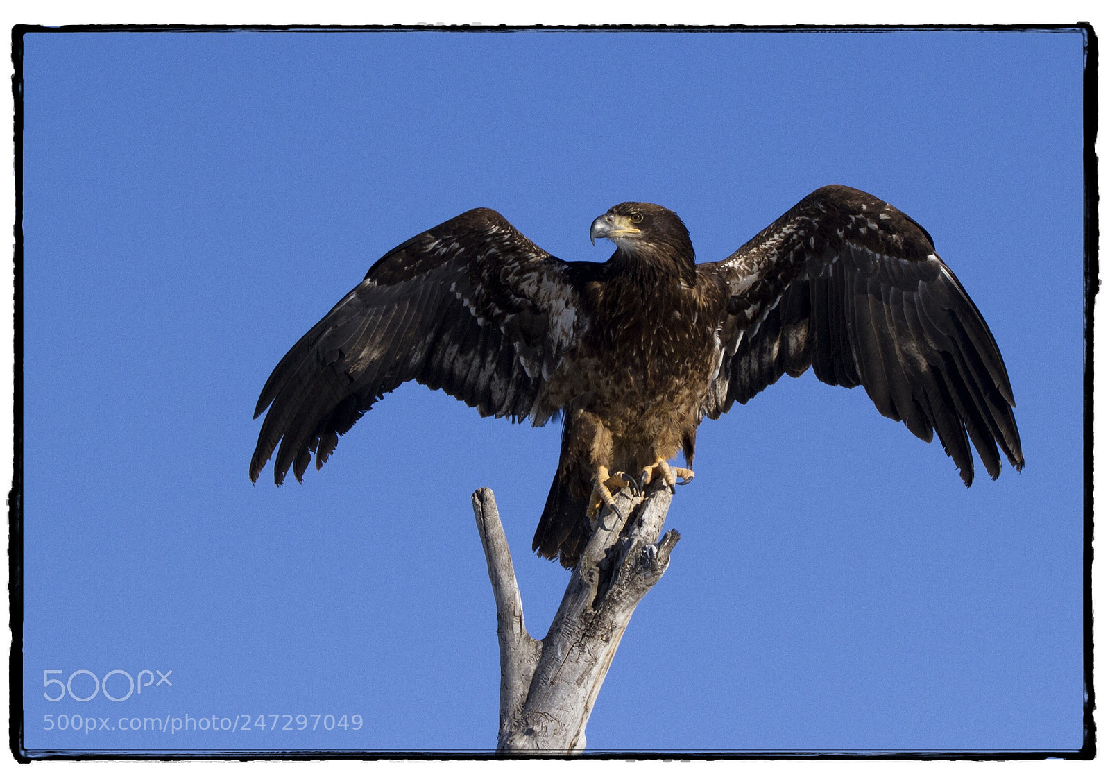 Canon EOS 7D sample photo. Juvenile bald eagle ready photography