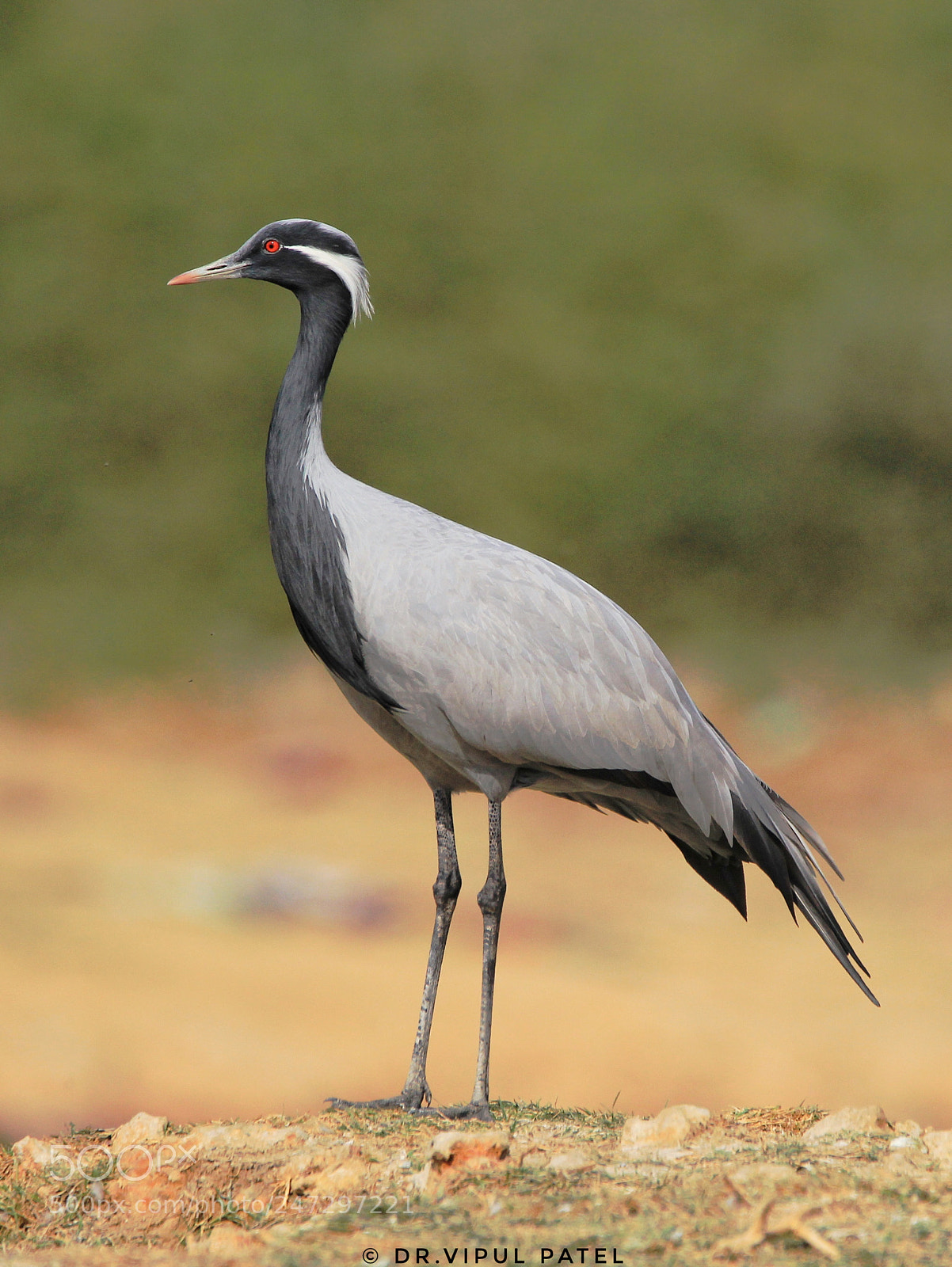 Canon EOS 60D sample photo. Migratory bird photography