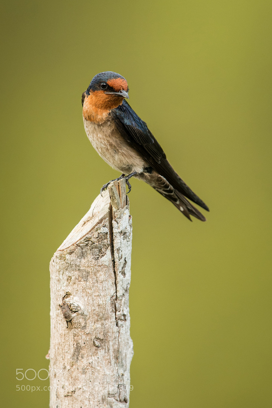 Nikon D500 sample photo. The pacific swallow photography