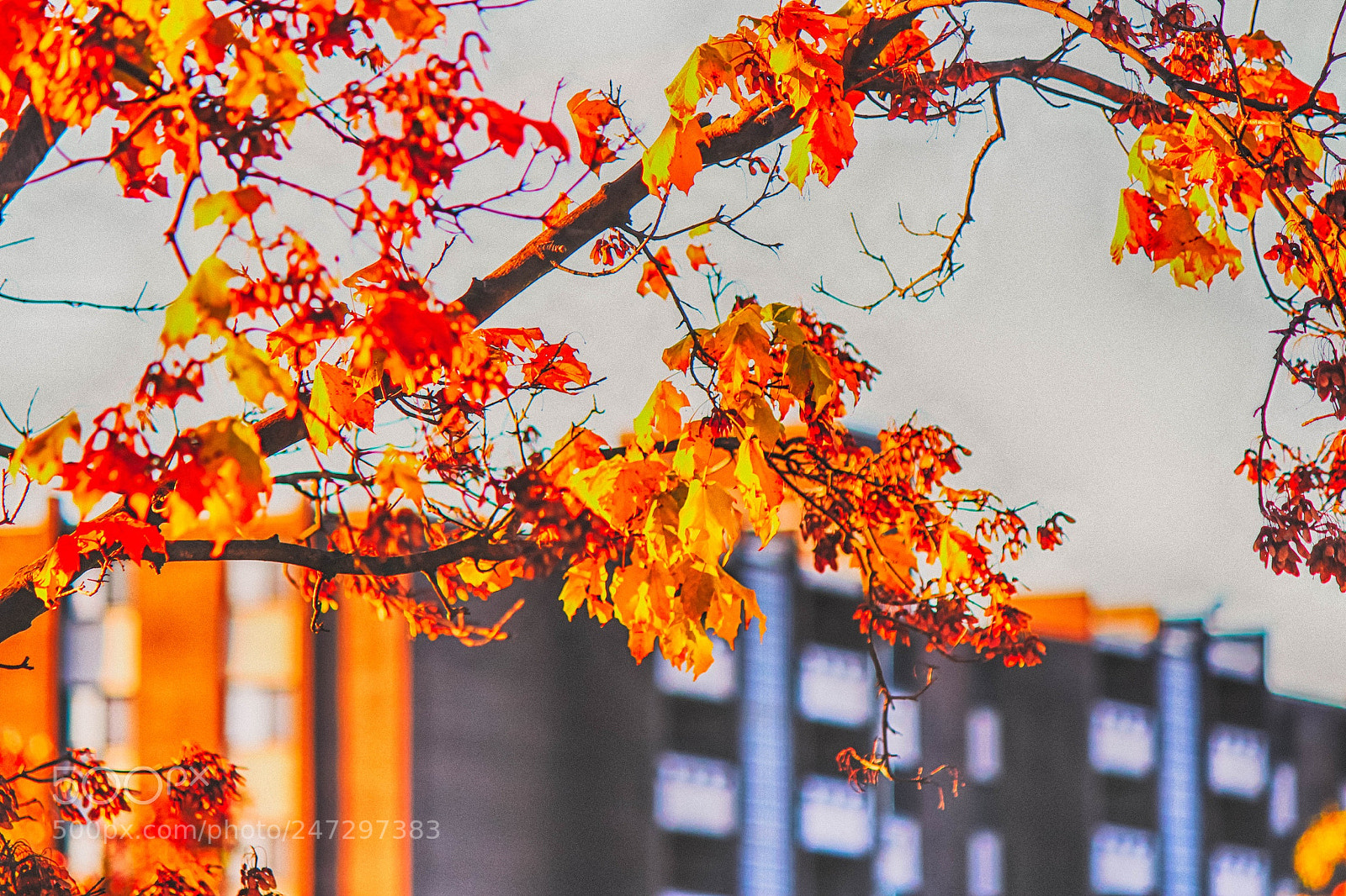 Canon EOS 600D (Rebel EOS T3i / EOS Kiss X5) sample photo. #autumn photography