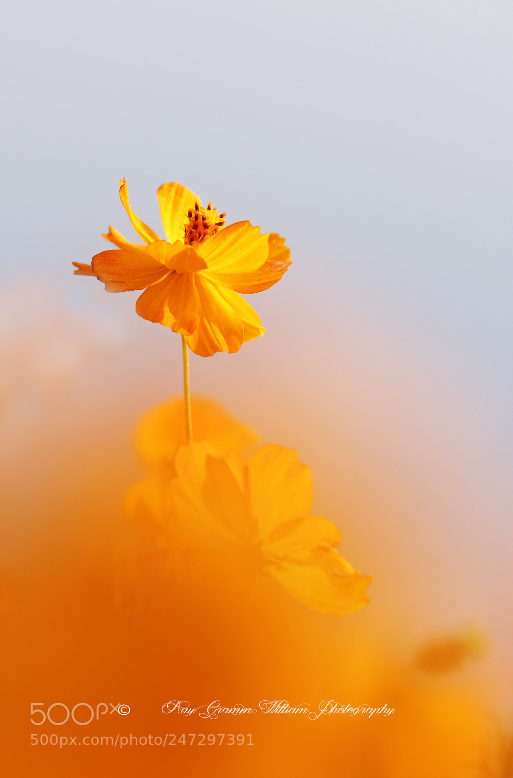 Canon EOS 7D Mark II sample photo. Forever-bloom flowers photography