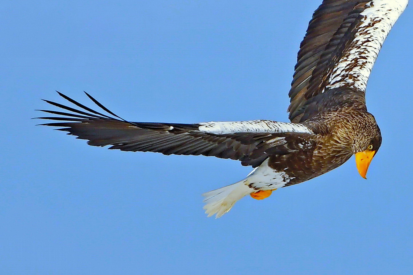 Nikon AF-S Nikkor 300mm F2.8G ED VR II sample photo