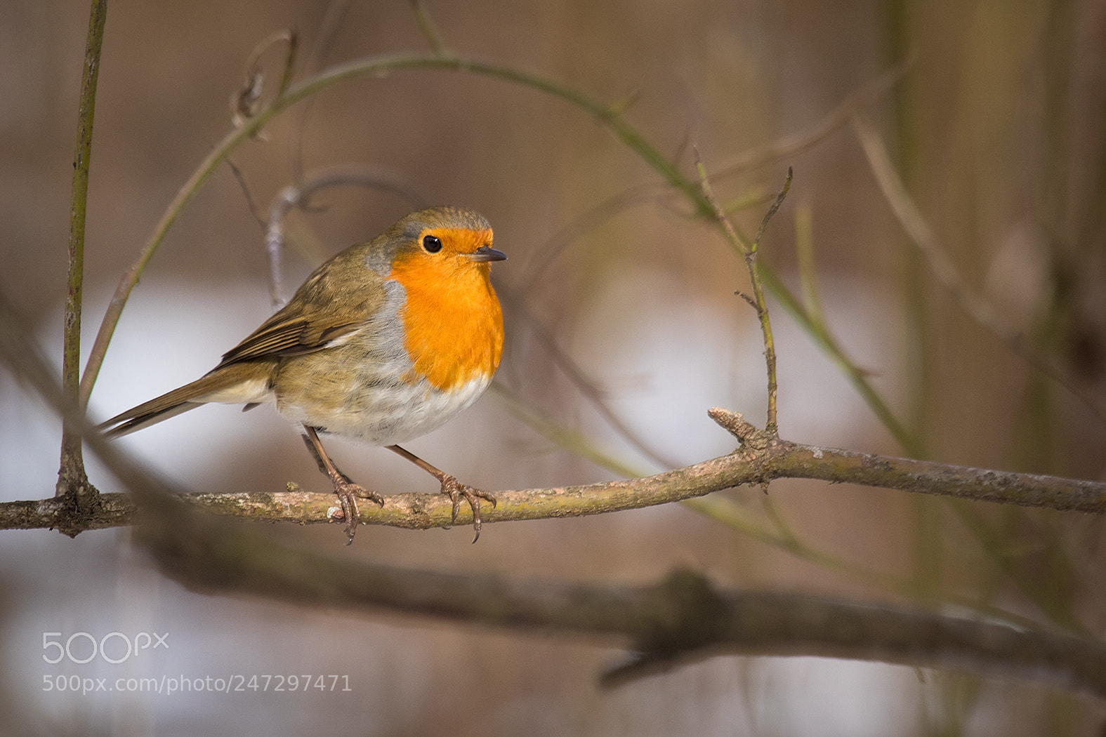 Canon EOS 7D Mark II sample photo. Robin photography