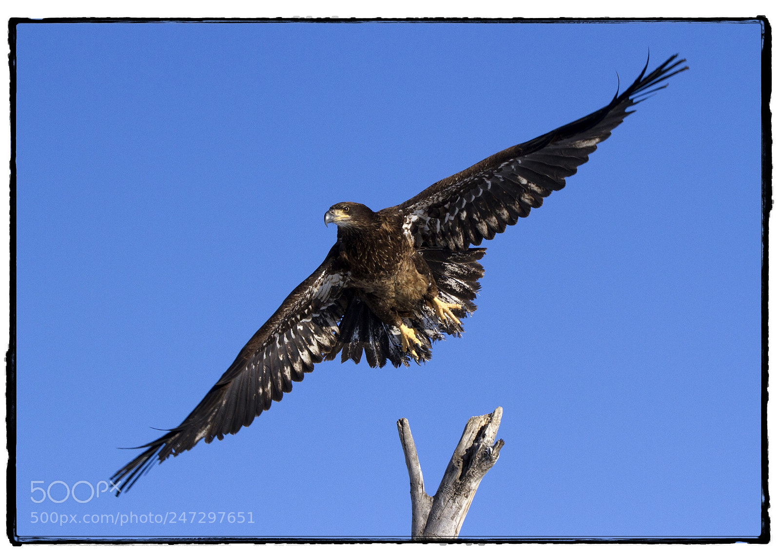 Canon EOS 7D sample photo. Juvenile bald eagle ready photography