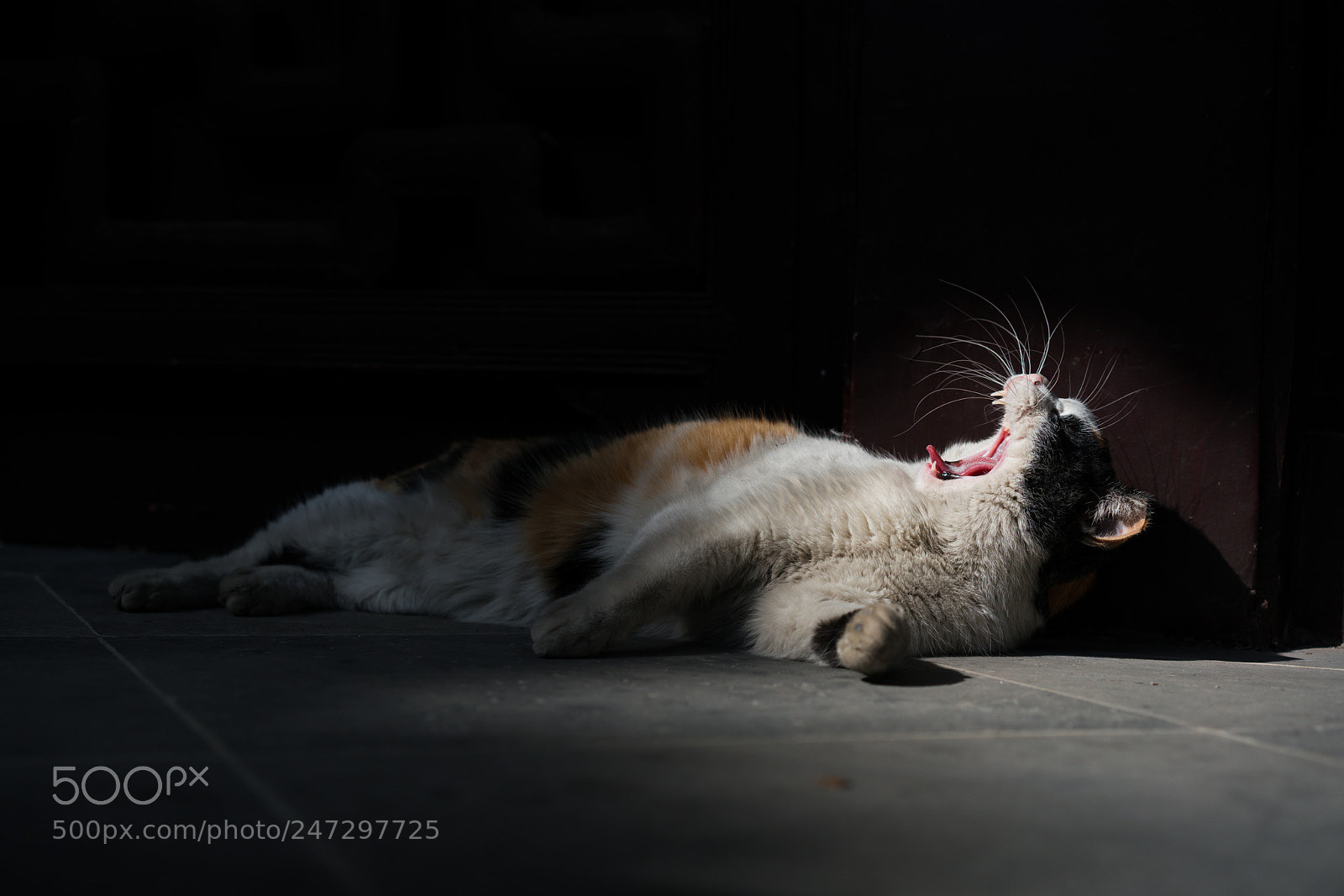 Sony a7R II sample photo. Dsc09460 photography