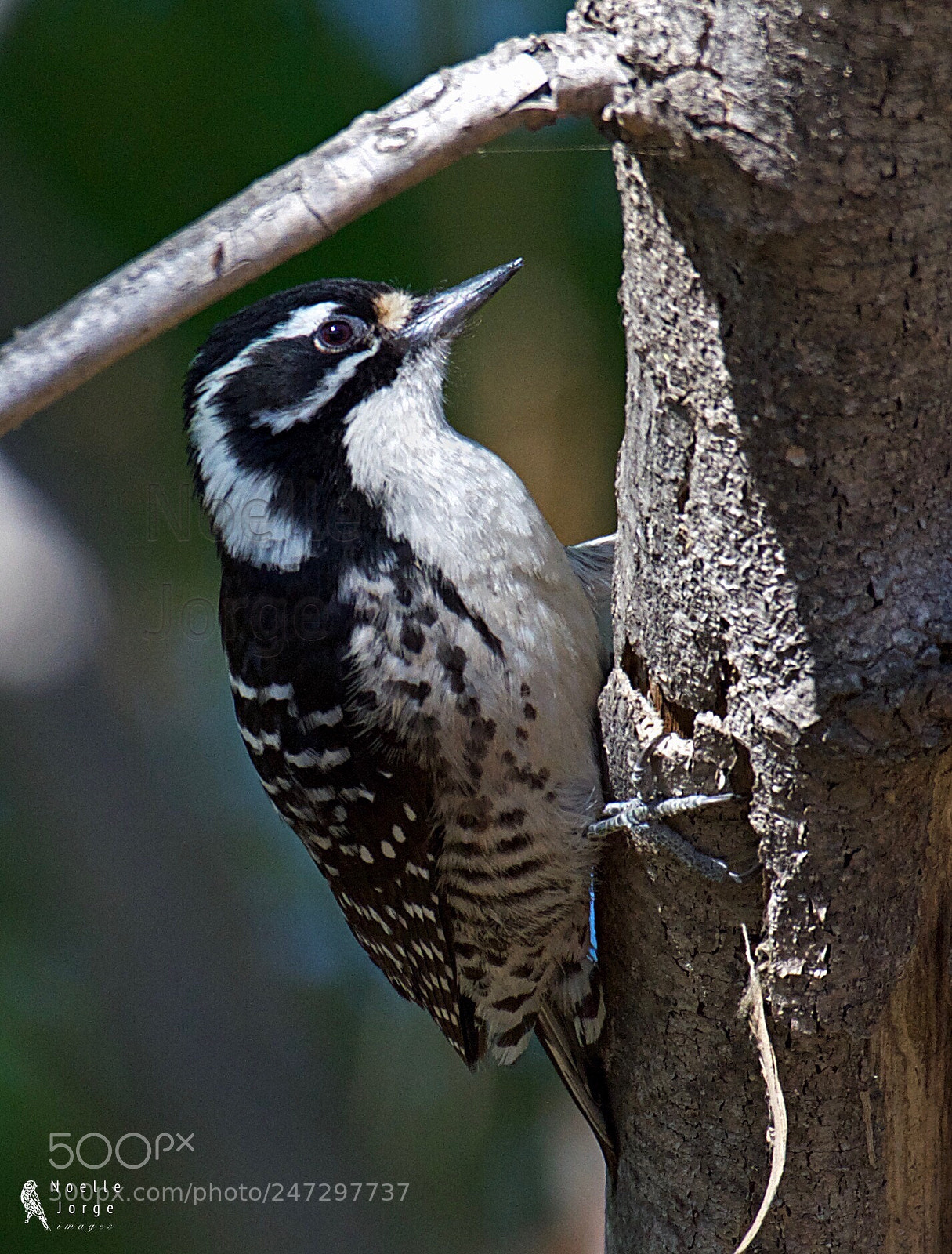 Nikon D500 sample photo. Waited until this beauty photography