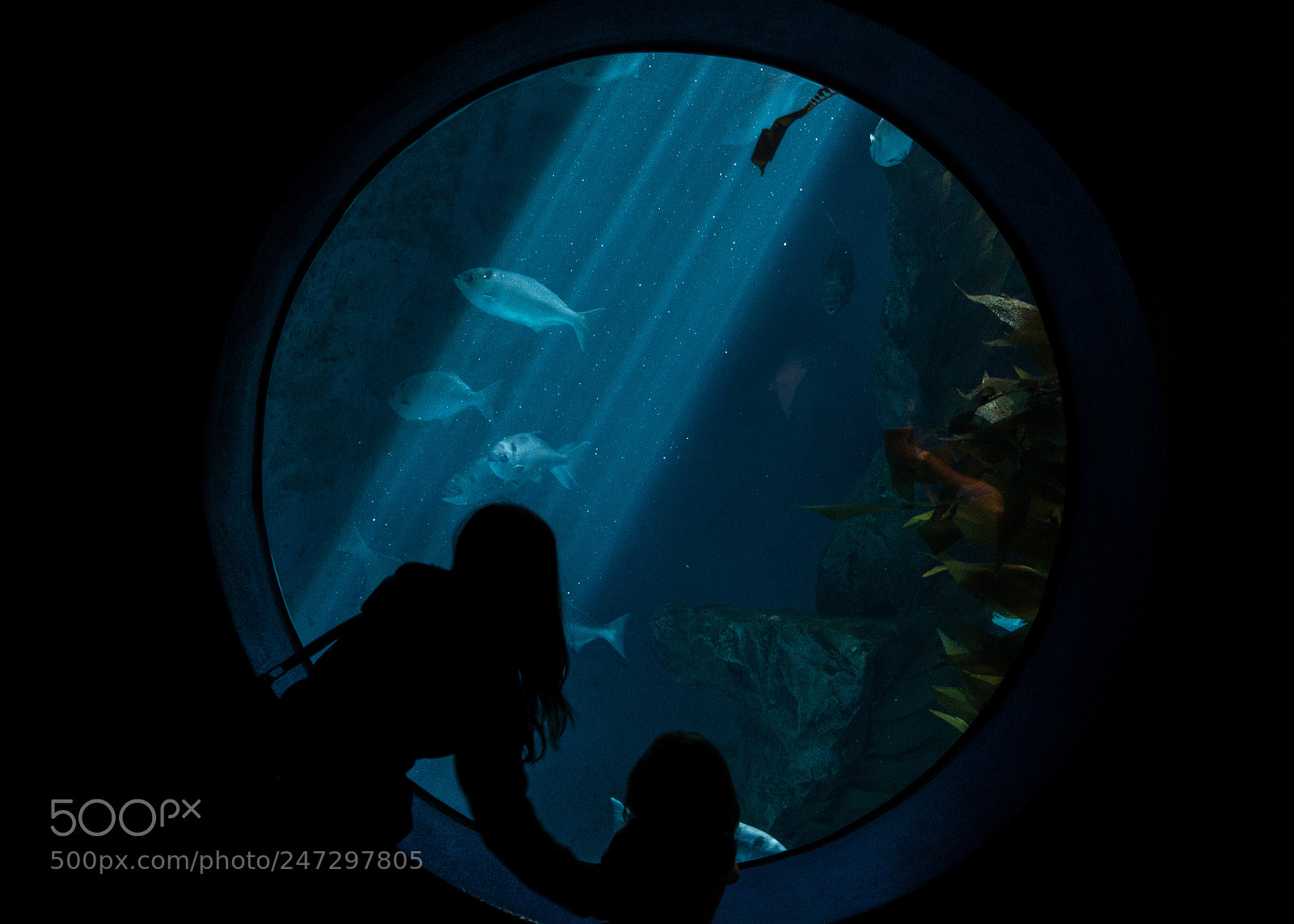 Canon EOS 60D sample photo. 127/365: fish photography