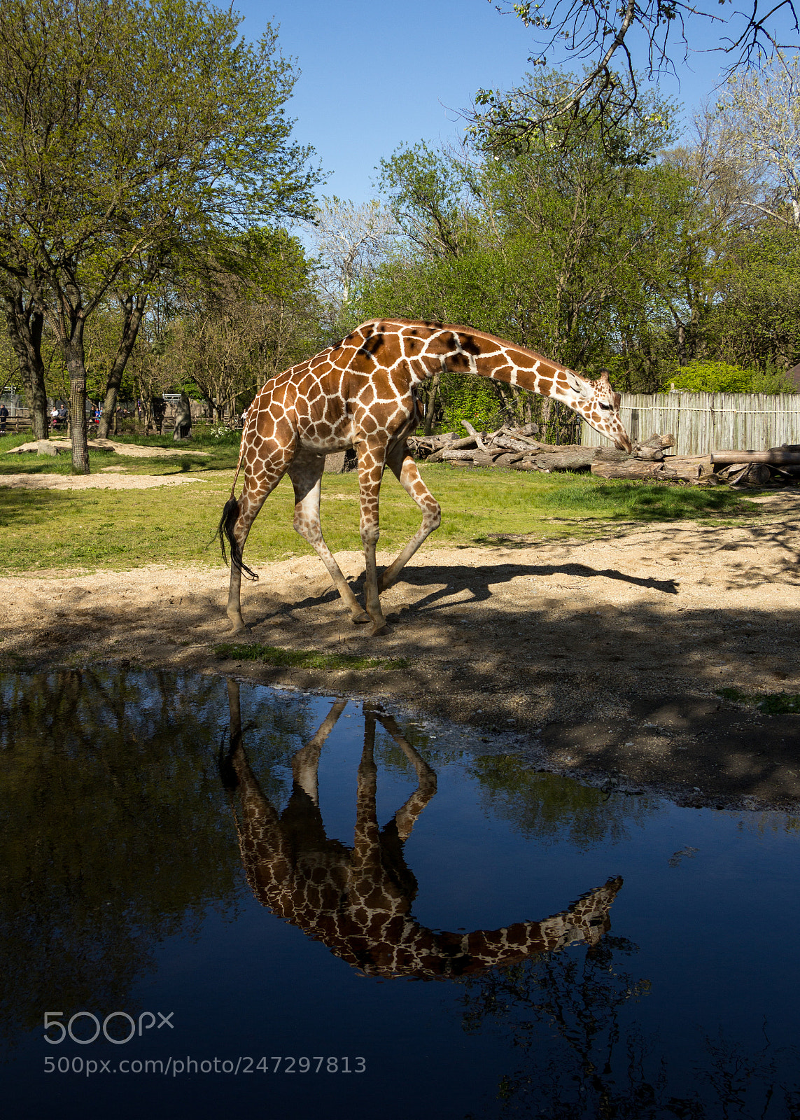 Canon EOS 60D sample photo. Giraffe on the move photography