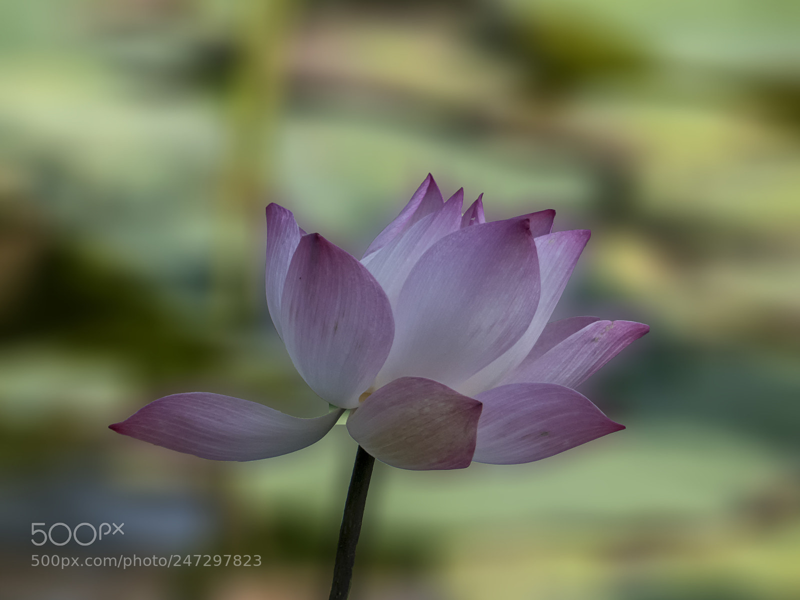 Panasonic Lumix DMC-FZ300 sample photo. Lotus.. photography