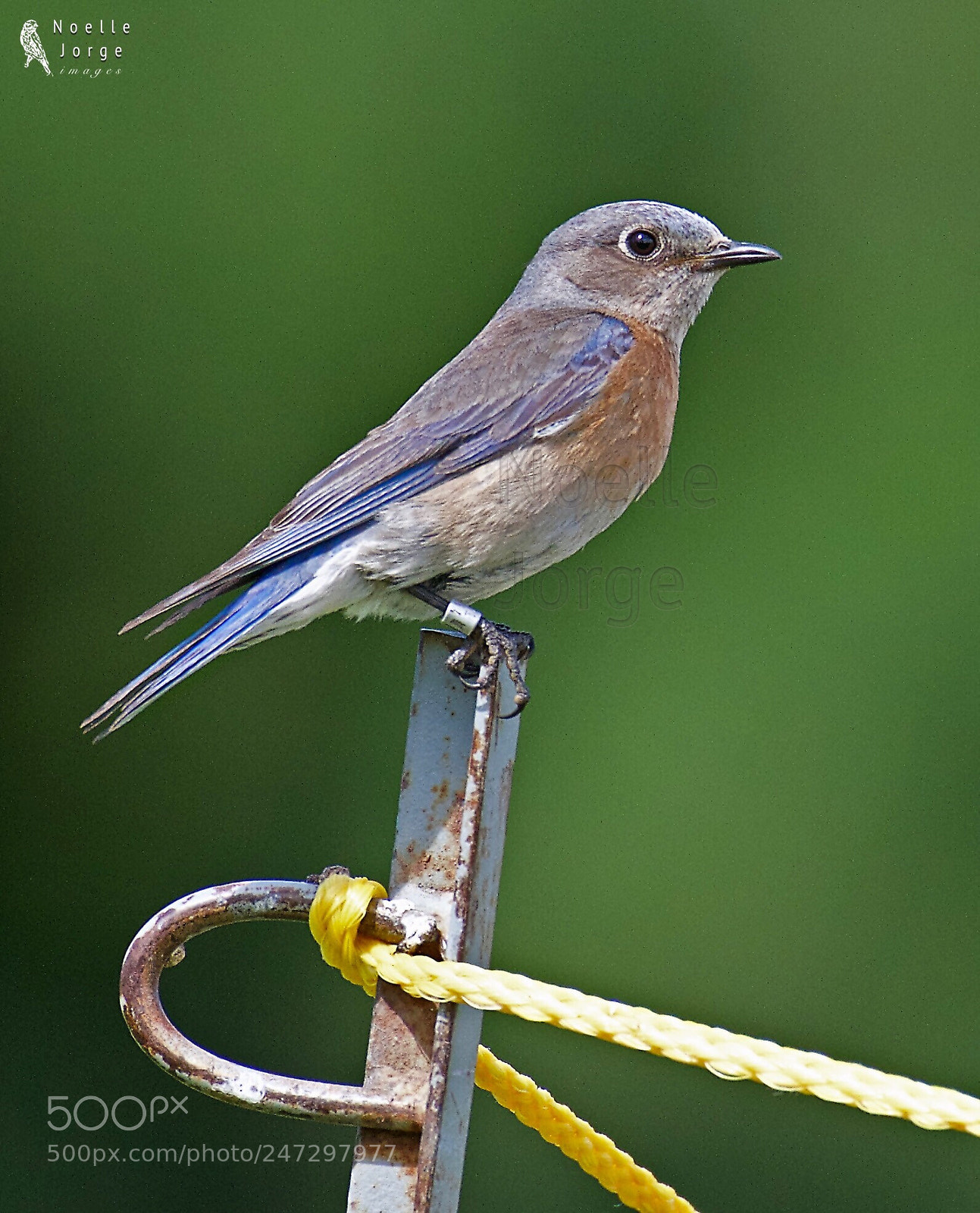 Nikon D500 sample photo. Western bluebird perches on photography