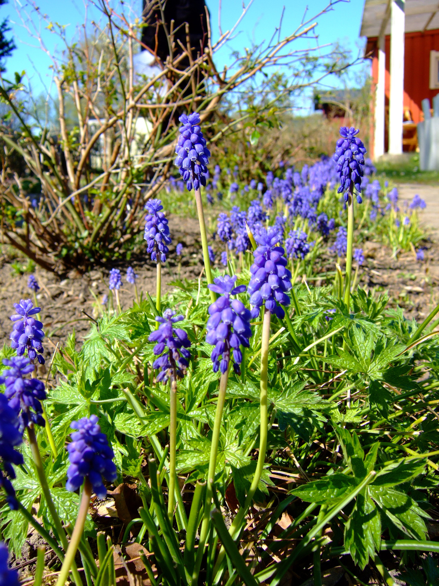 Fujifilm FinePix F11 sample photo. Flowers in my garden photography