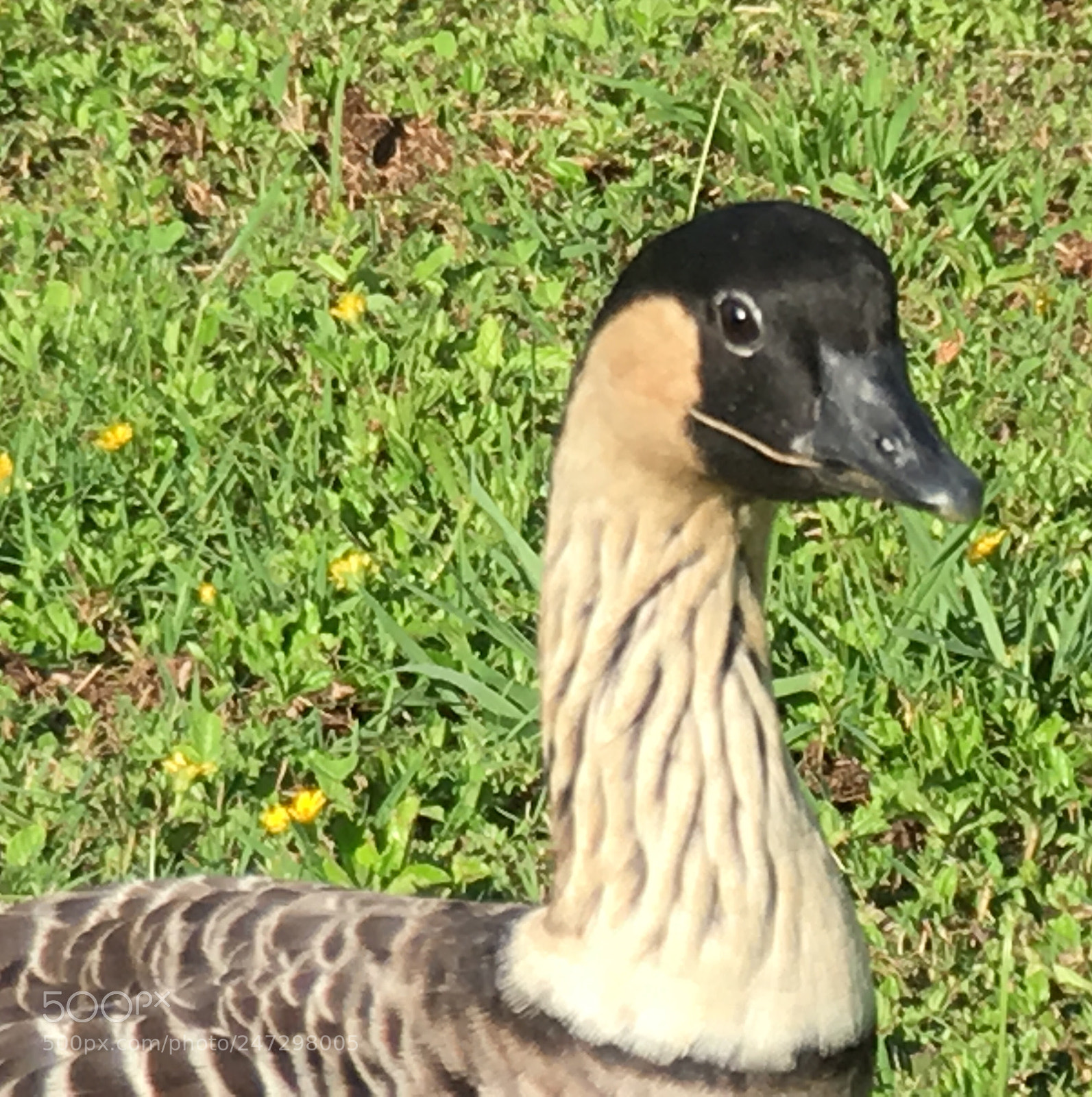 Apple iPhone 6s sample photo. Duck photography