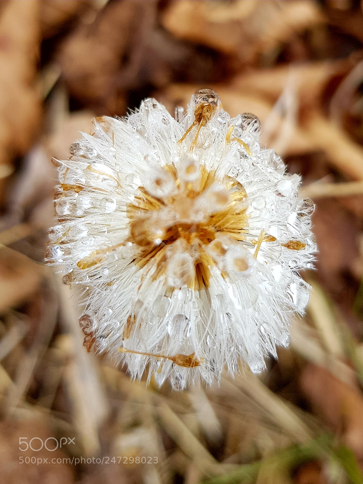 Samsung Galaxy S8 sample photo. Untitled photography