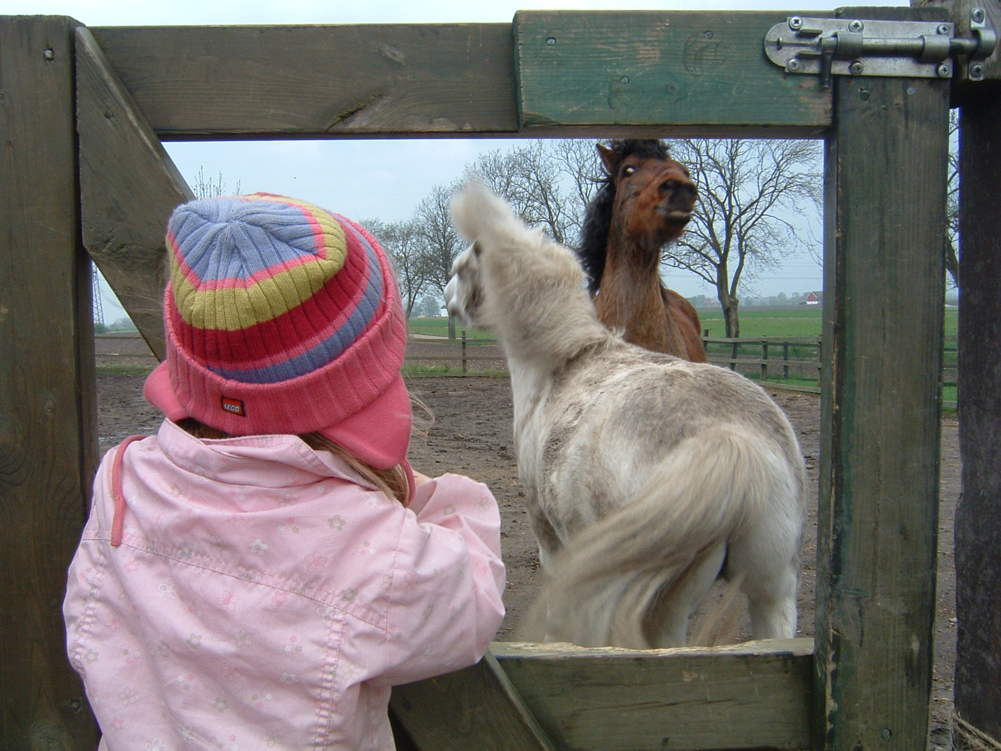 Fujifilm FinePix A303 sample photo. A grandchild and a couple of horses photography