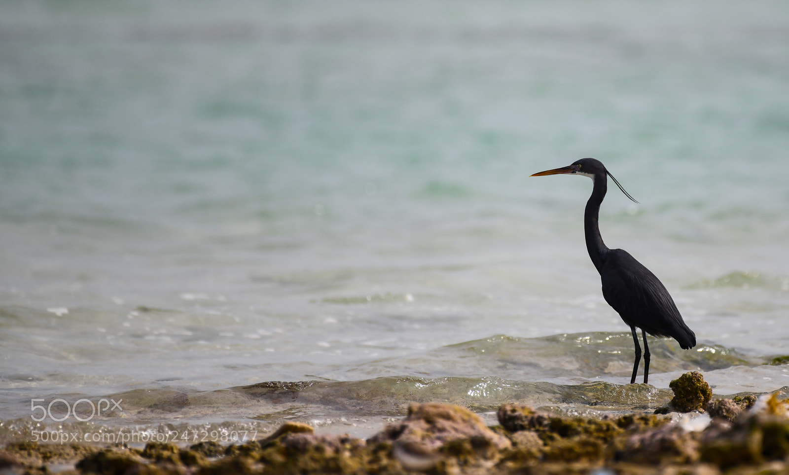 Nikon D850 sample photo. Western reef-heron photography