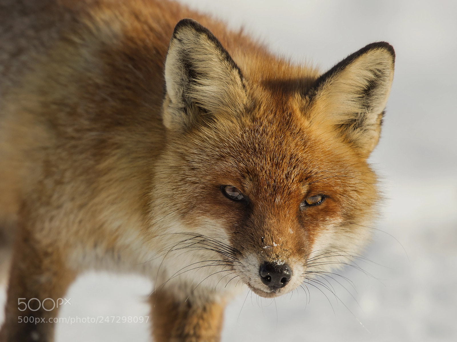 Canon EOS 5DS R sample photo. Red fox portrait photography