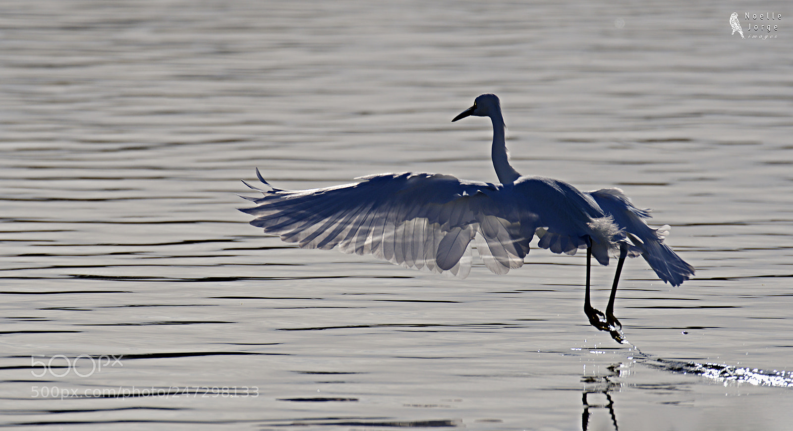 Nikon D500 sample photo. Ballerina  photography