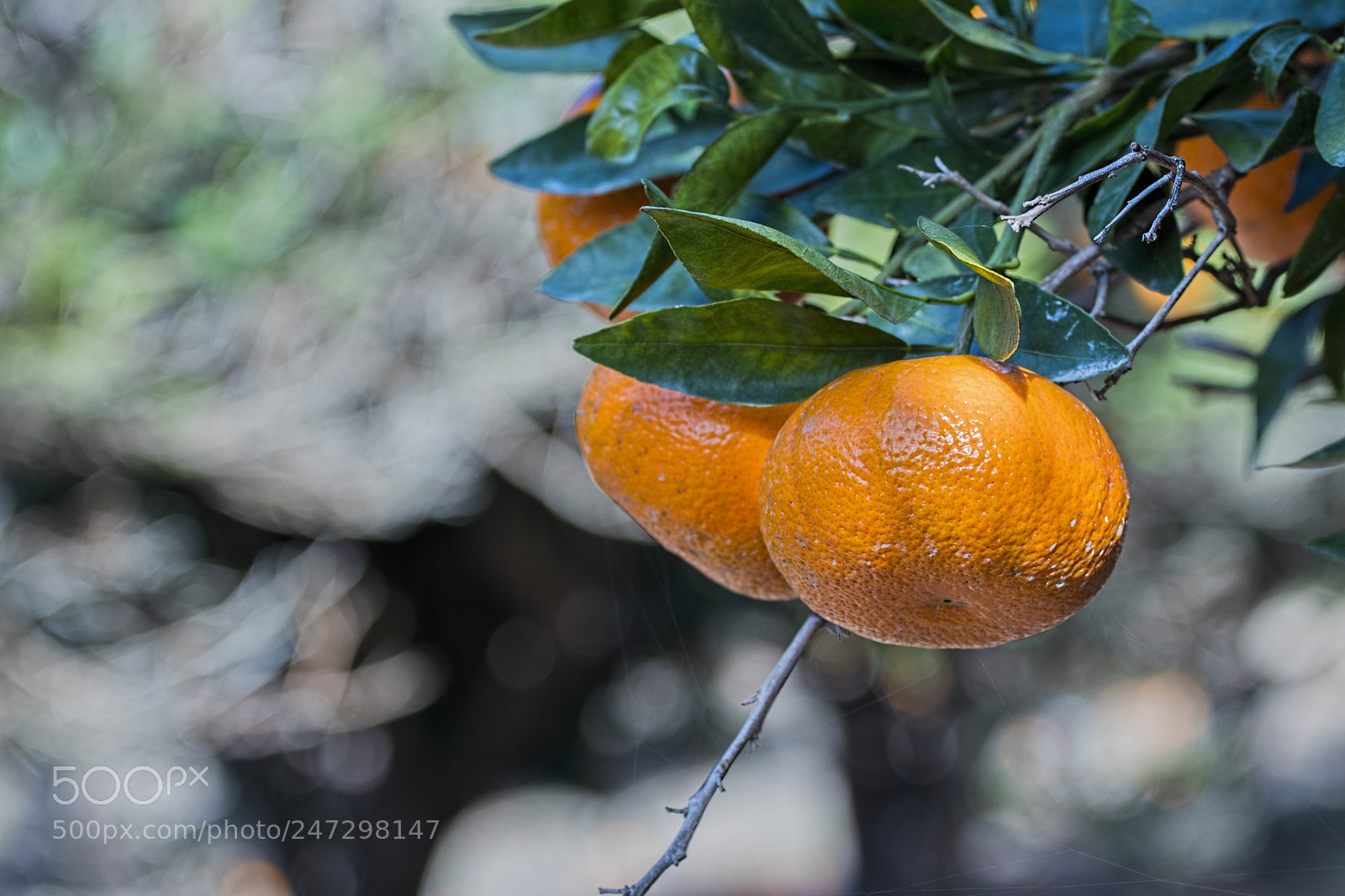 Canon EOS 80D sample photo. Img photography