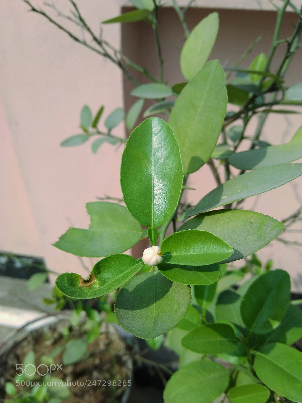 Xiaomi Redmi Note 4 sample photo. Lemon flower photography