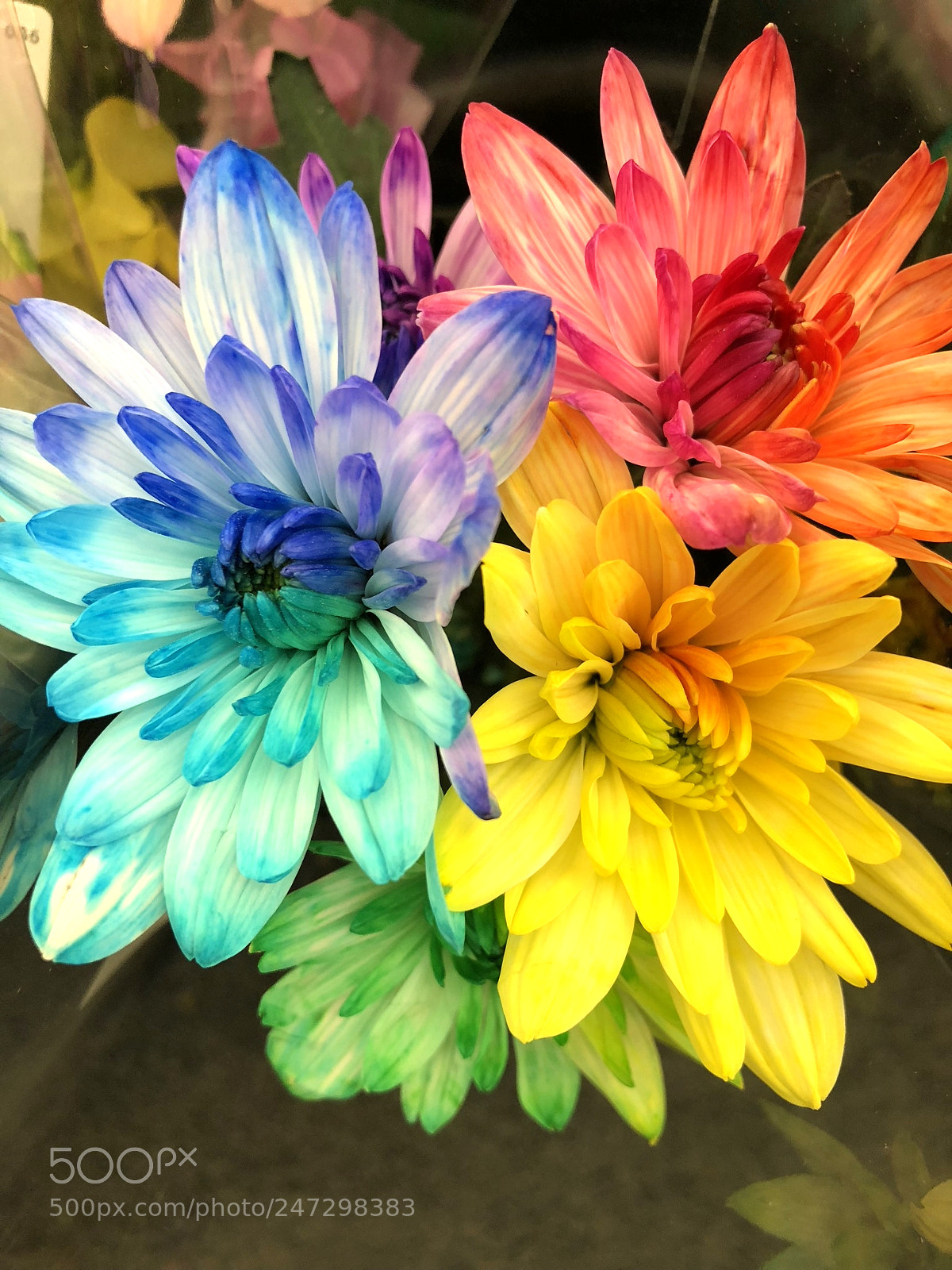Apple iPhone 8 sample photo. The fun colors photography