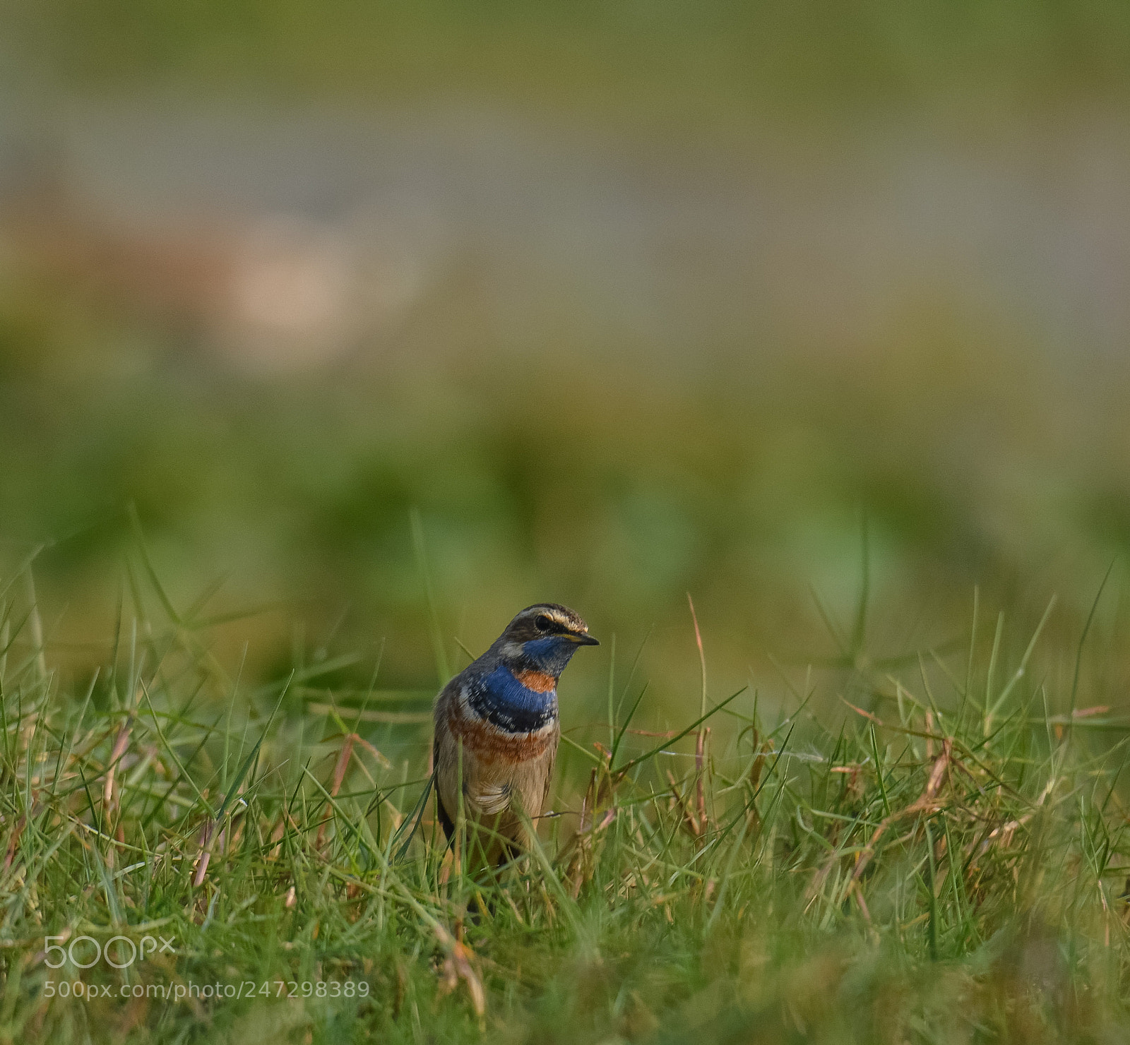 Nikon D500 sample photo. Siberian bluethroat photography