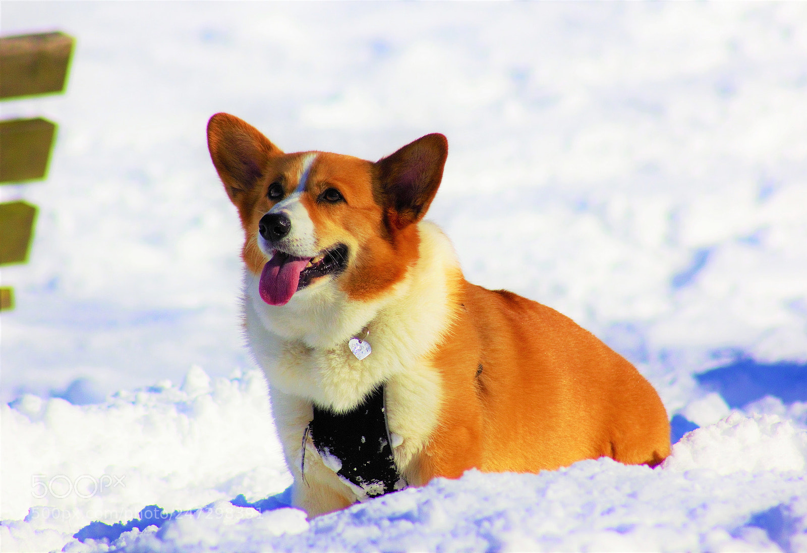 Canon EOS 60D sample photo. A partner -- 伴 photography