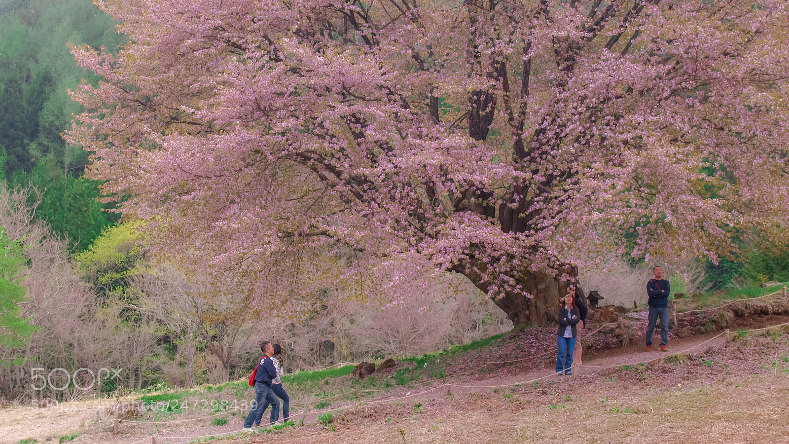 Olympus E-510 (EVOLT E-510) sample photo. Big cherry tree photography