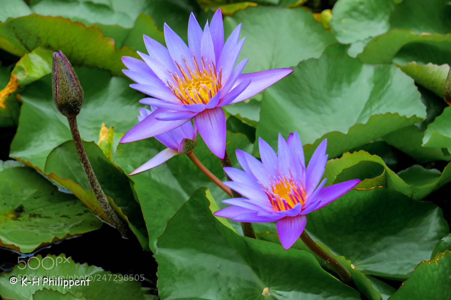 Canon PowerShot G3 X sample photo. Singapur republic of singapore photography