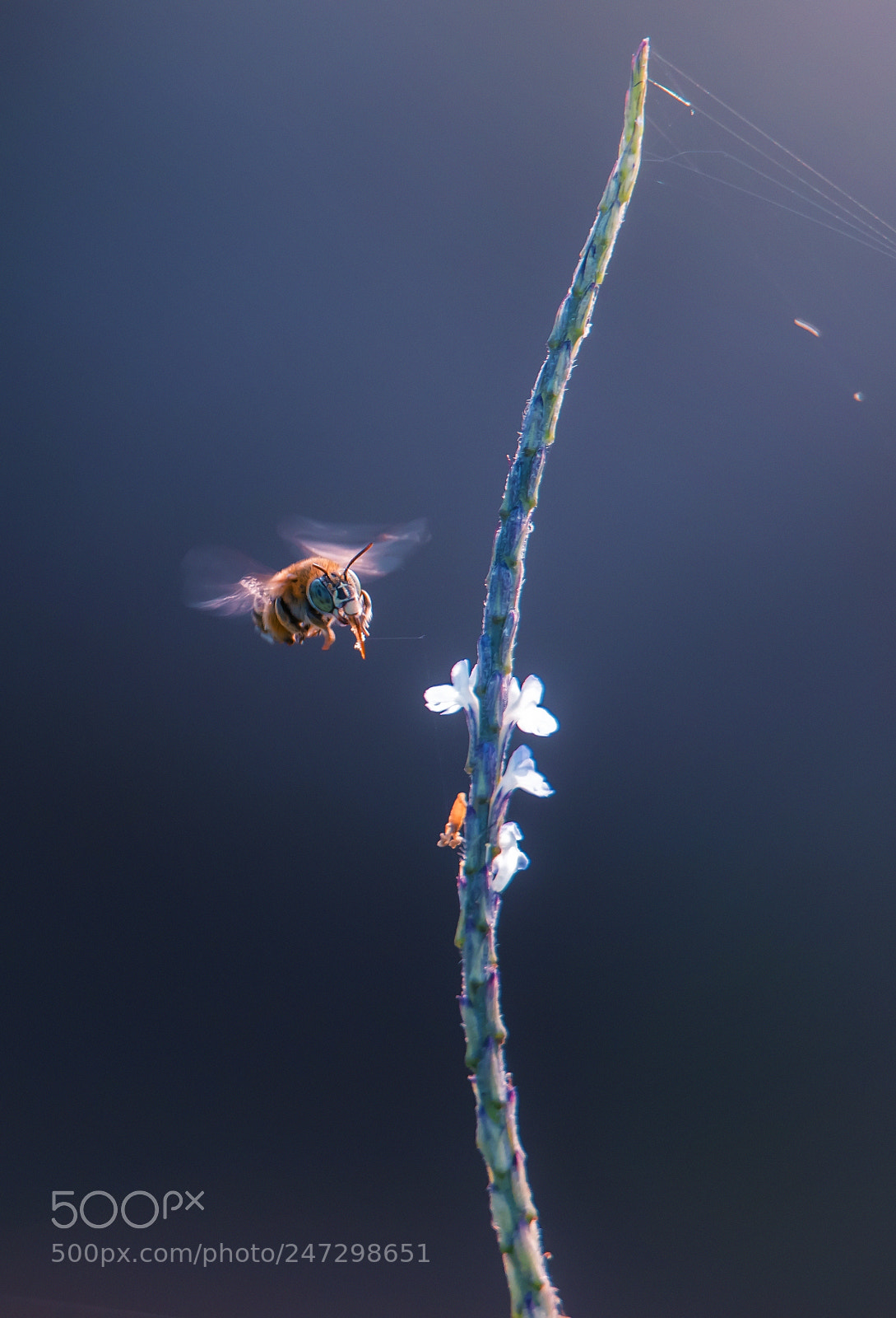 Canon EOS 7D Mark II sample photo. Flying bee photography