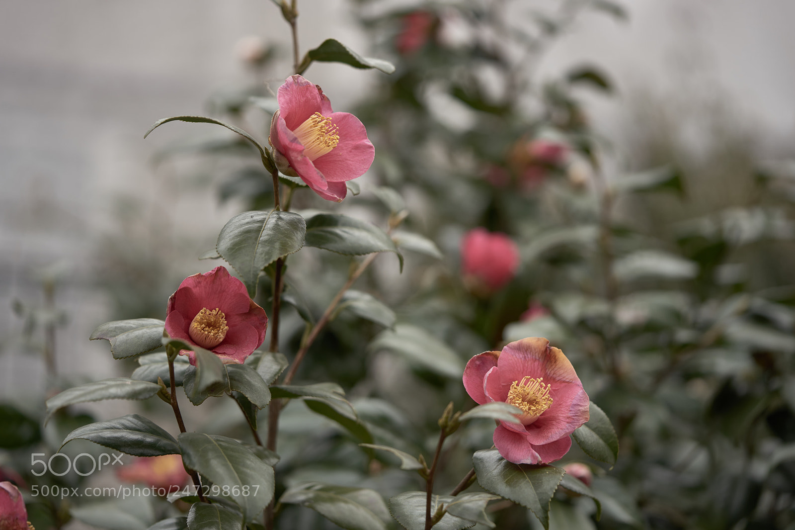 Sony a7 sample photo. Flowers 6155 photography