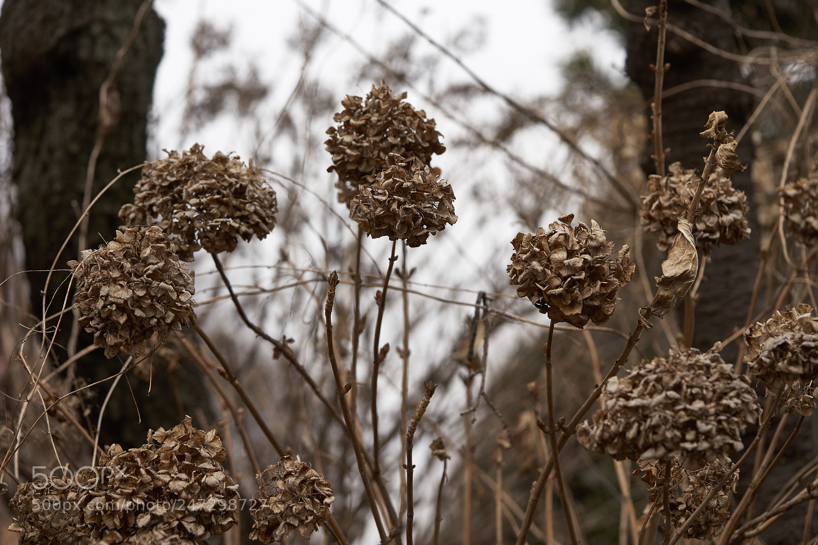 Sony a7 sample photo. Flowers 6156 photography