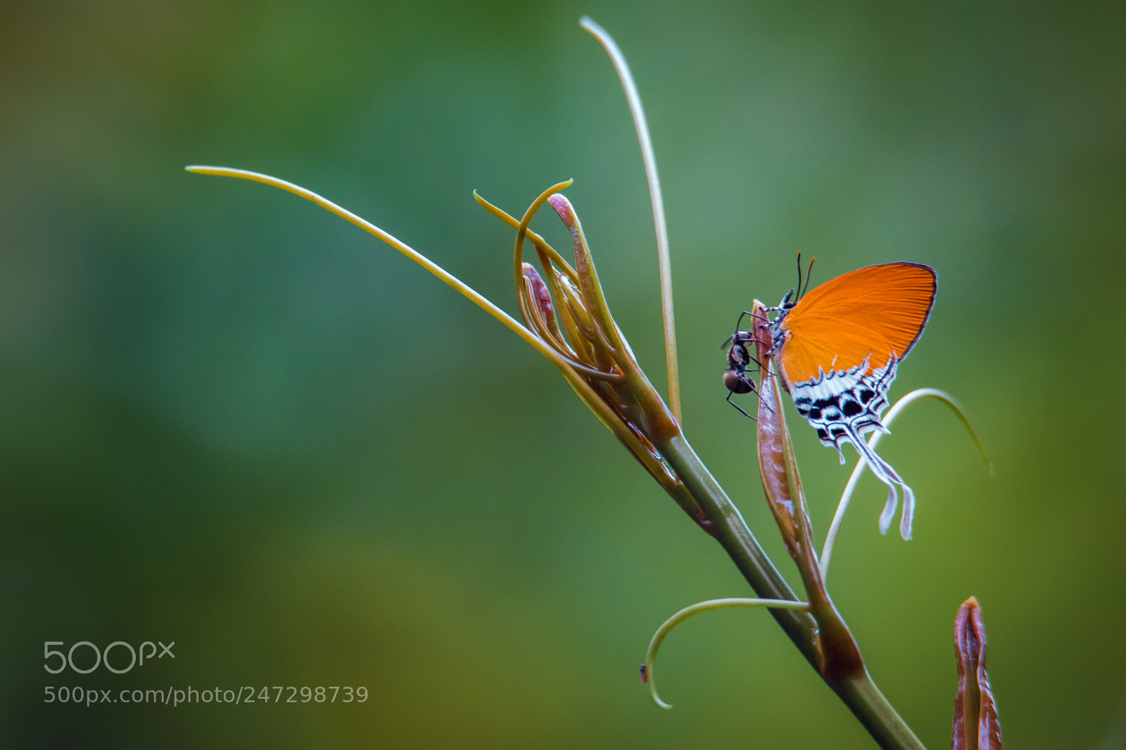 Canon EOS 7D Mark II sample photo. Orange butterfly photography