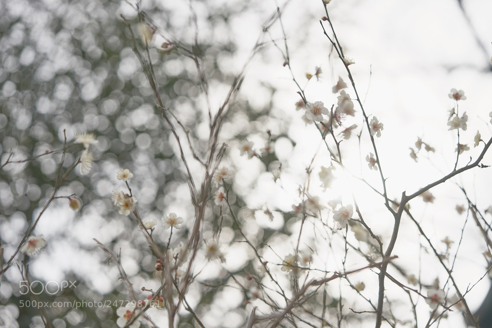 Sony a7 sample photo. Flowers 6157 photography