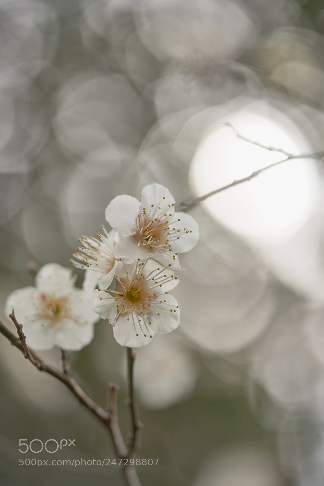 Sony a7 sample photo. Flowers 6158 photography