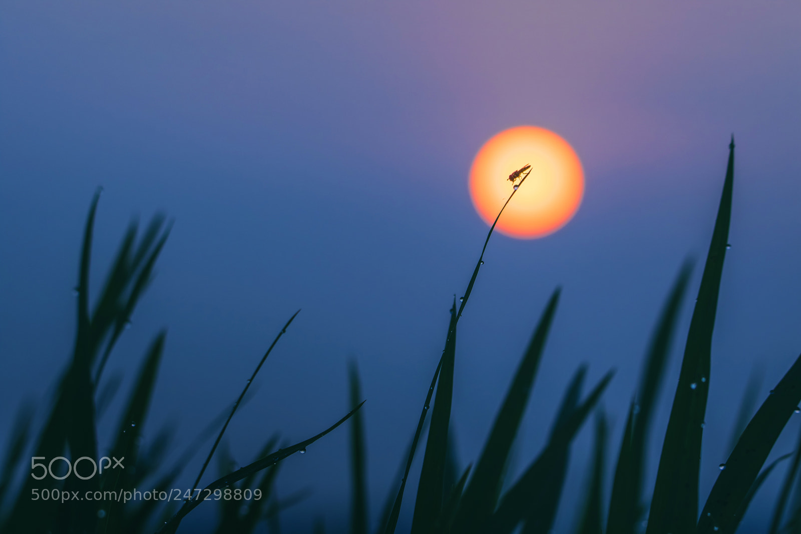 Canon EOS 7D Mark II sample photo. Morning spirit photography