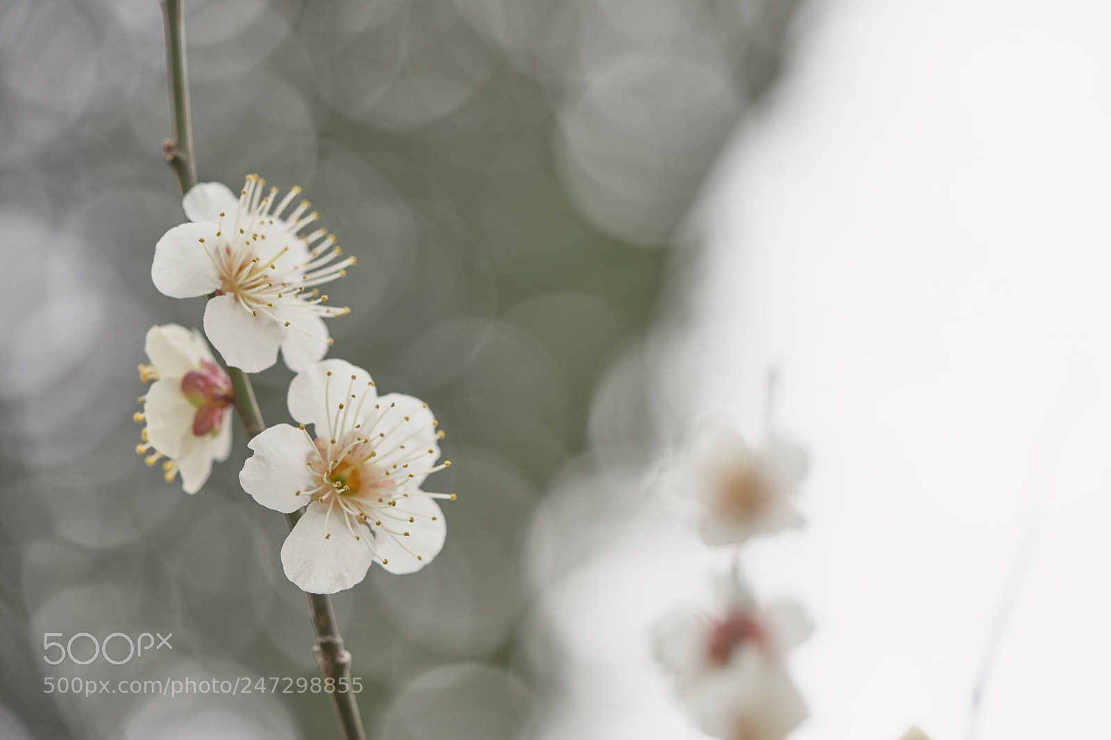 Sony a7 sample photo. Flowers 6159 photography