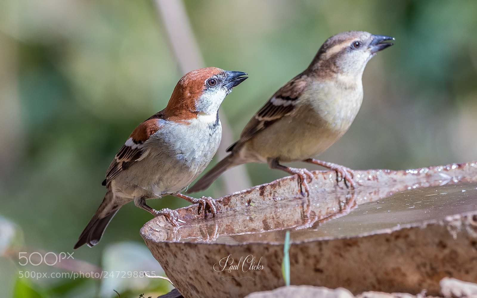 Nikon D500 sample photo. Russet sparrow - male photography