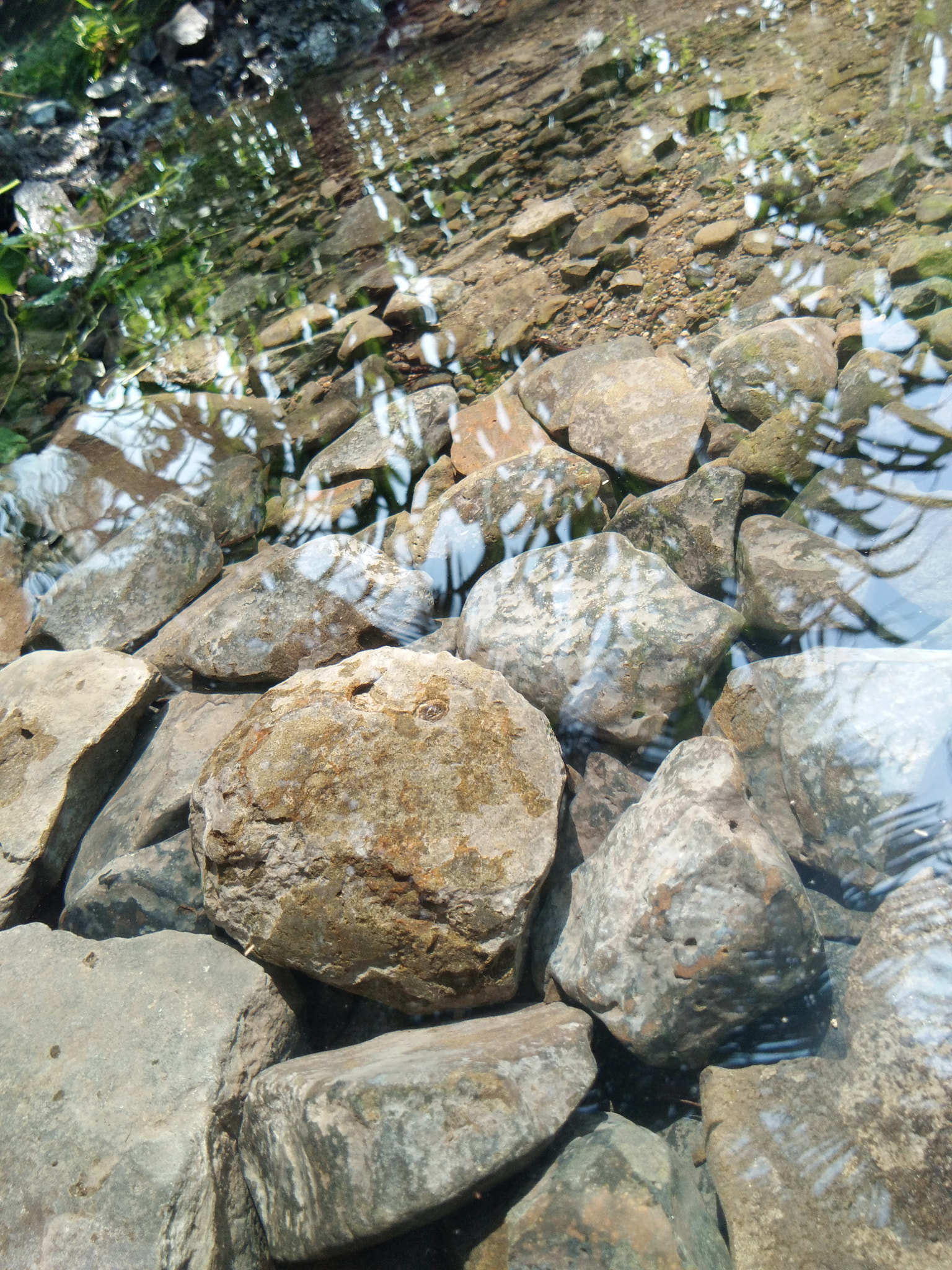 vivo Y55s sample photo