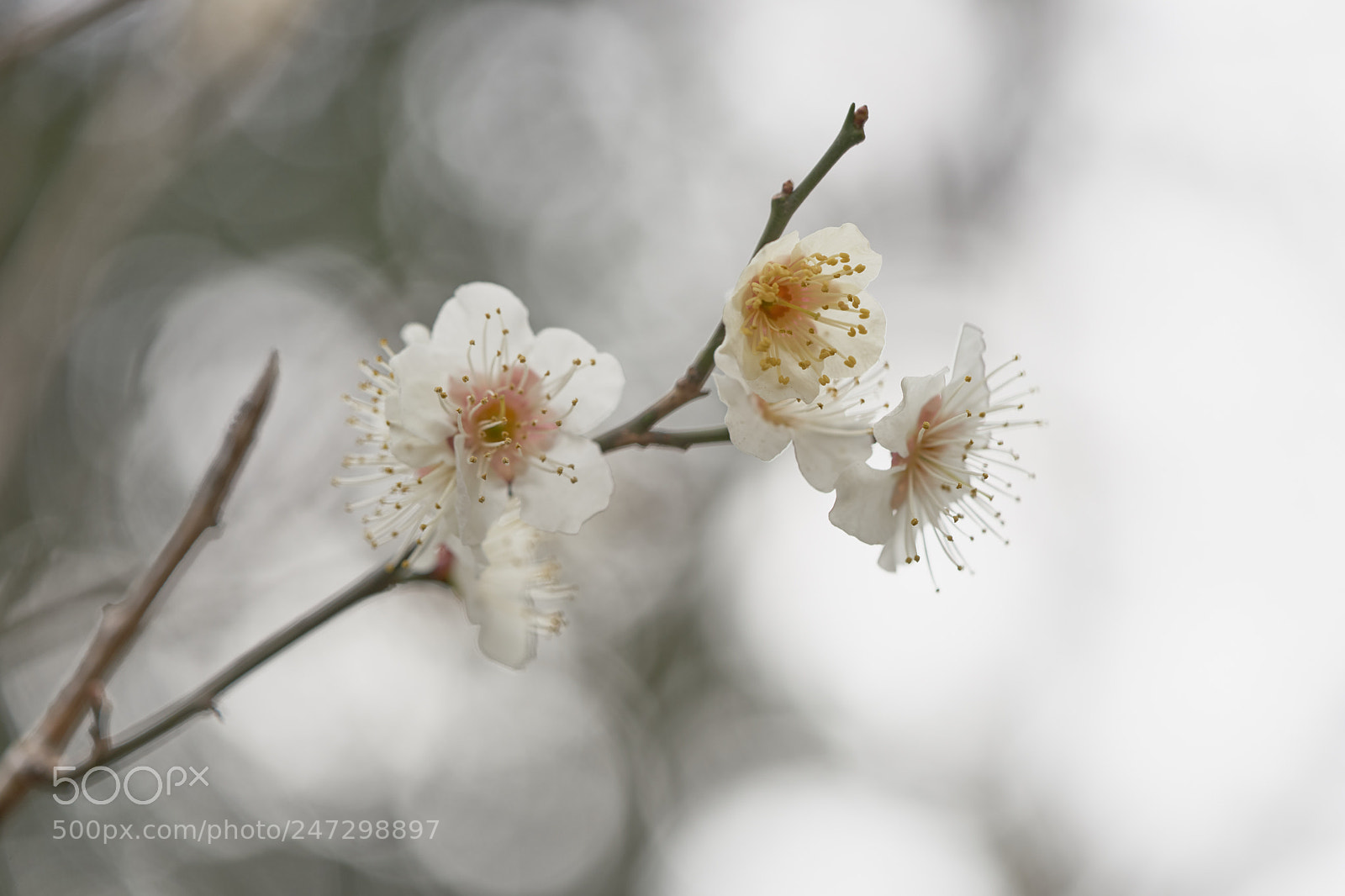 Sony a7 sample photo. Flowers 6160 photography