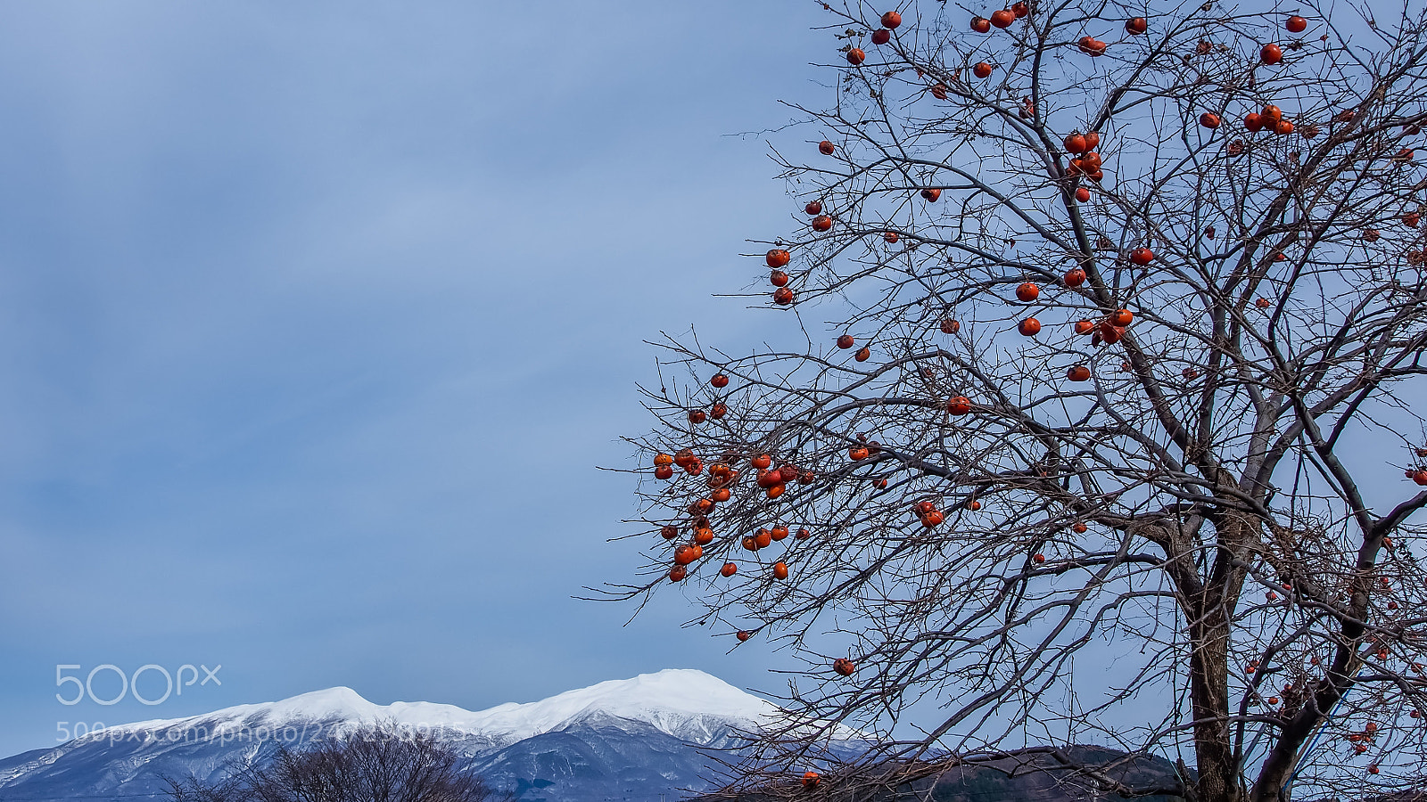 Olympus OM-D E-M5 sample photo. Persimmon tree photography