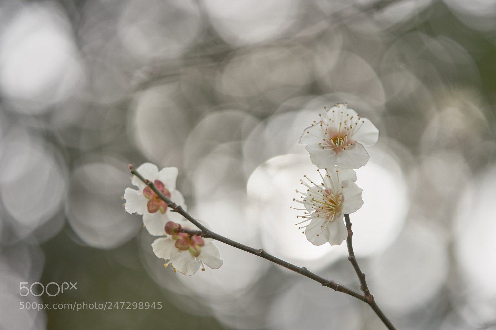 Sony a7 sample photo. Flowers 6161 photography