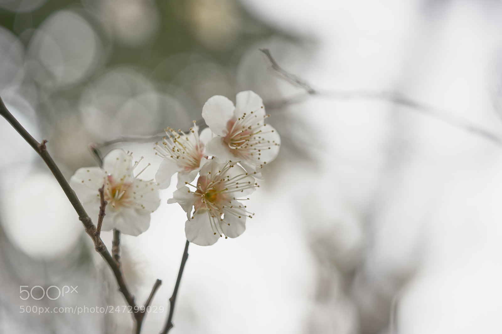 Sony a7 sample photo. Flowers 6162 photography