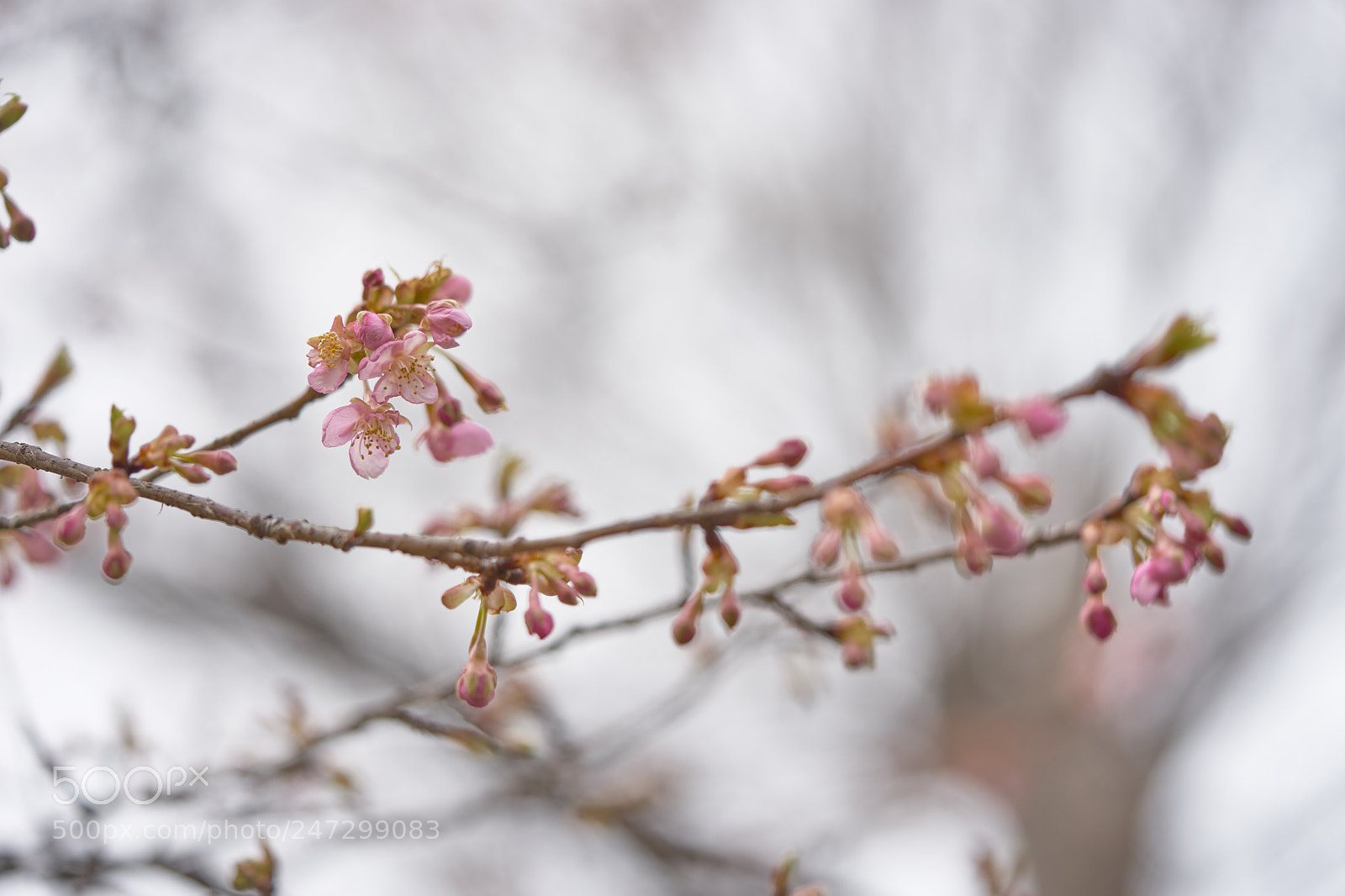 Sony a7 sample photo. Flowers 6163 photography